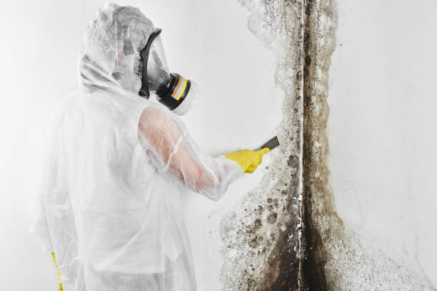 Best Professional Mold Removal  in Park Falls, WI