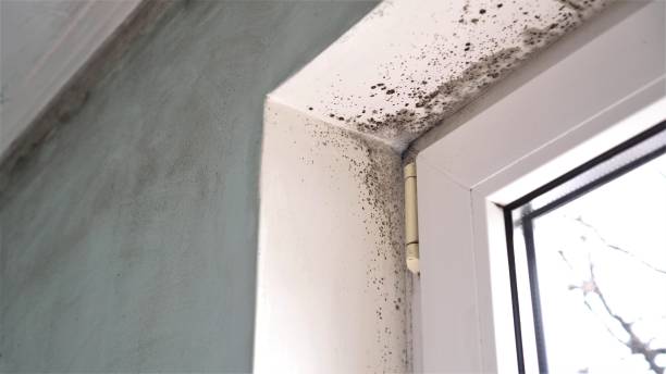 Best Fast Mold Removal  in Park Falls, WI