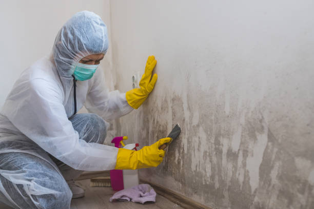 Best Toxic Mold Removal  in Park Falls, WI