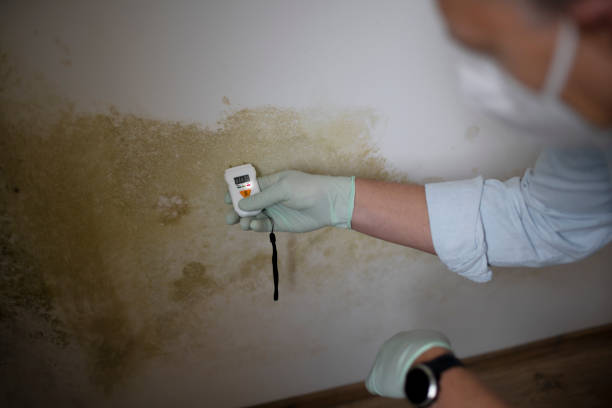 Best Certified Mold Removal  in Park Falls, WI