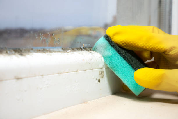 Best Residential Mold Removal  in Park Falls, WI