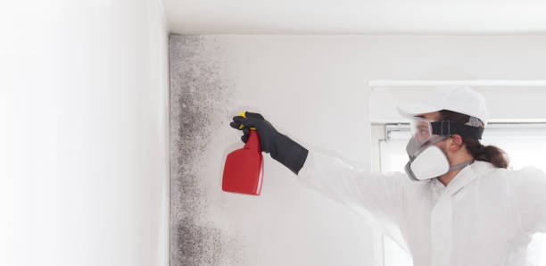Best Mold Remediation  in Park Falls, WI