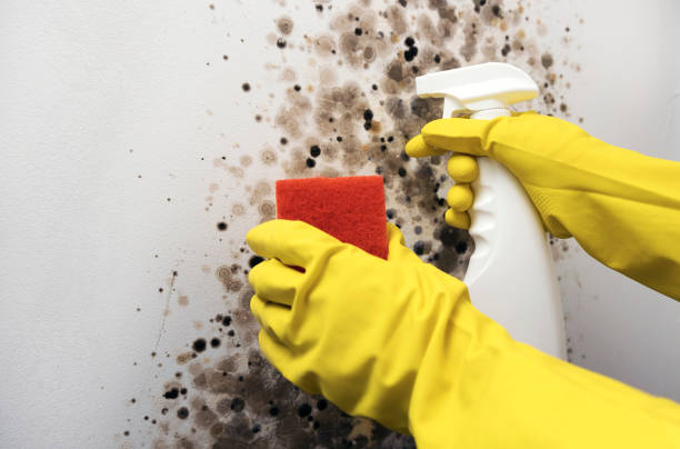 Best Same-Day Mold Removal  in Park Falls, WI