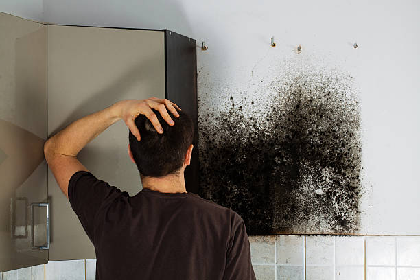 Best Best Mold Removal Companies  in Park Falls, WI