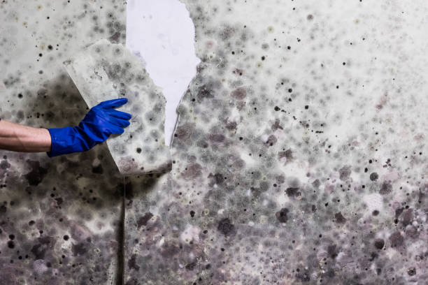 Park Falls, WI Mold Removal Company