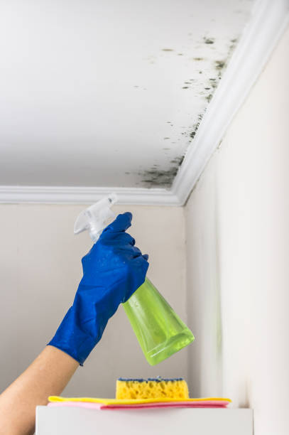 Attic Mold Removal in Park Falls, WI