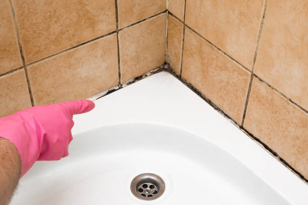 Best Affordable Mold Removal  in Park Falls, WI